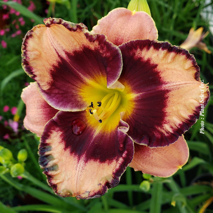 HEMEROCALLIS - ROCK SOLID