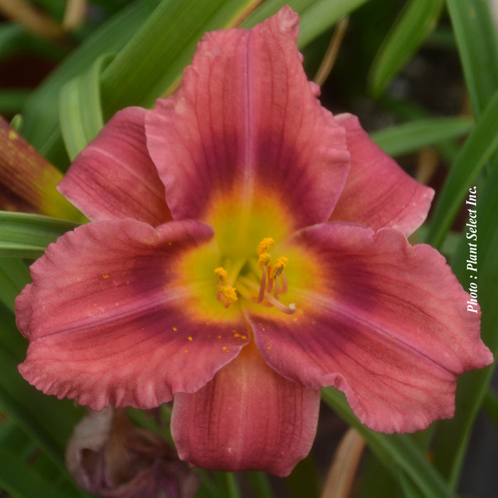 HEMEROCALLIS - ROSY RETURNS