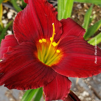 HEMEROCALLIS - RUBY DE ORO