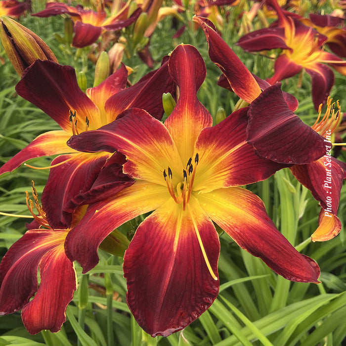 HEMEROCALLIS RAINBOW RHYTHMA - RUBY SPIDER
