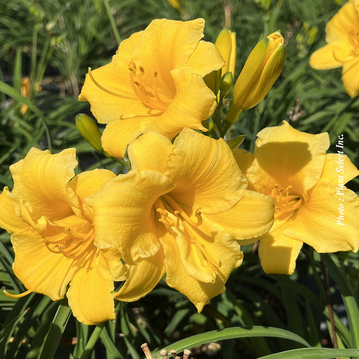 HEMEROCALLIS - STELLA D'ORO