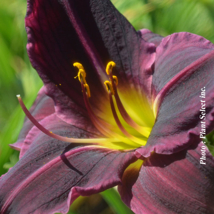HEMEROCALLIS - STELLA IN PURPLE