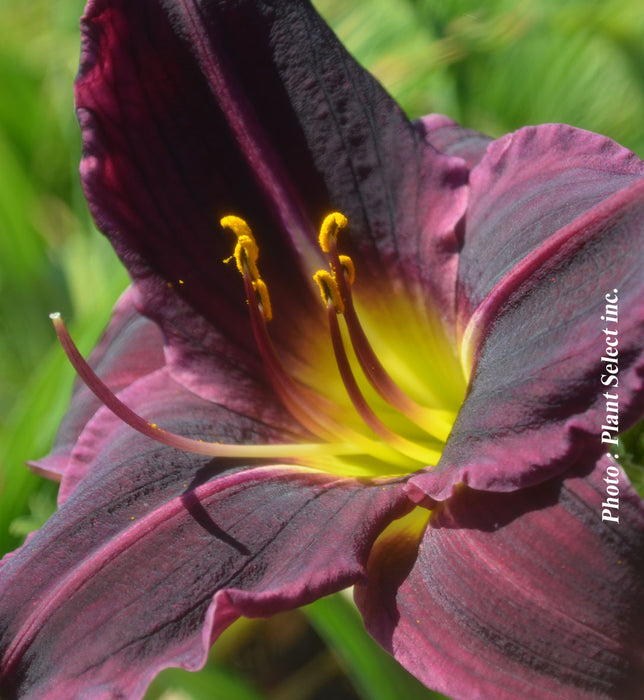 HEMEROCALLIS - STELLA IN PURPLE