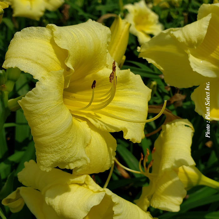 HEMEROCALLIS - STELLA SUPREME