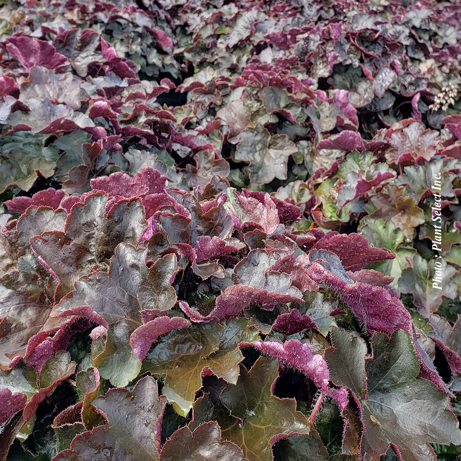 HEUCHERA - PALACE PURPLE