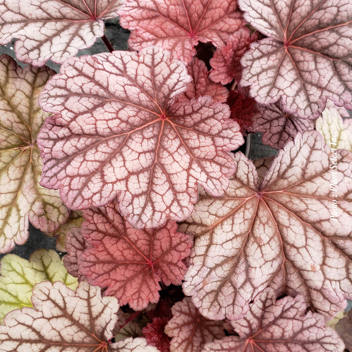 HEUCHERA - BERRY SMOOTHIE