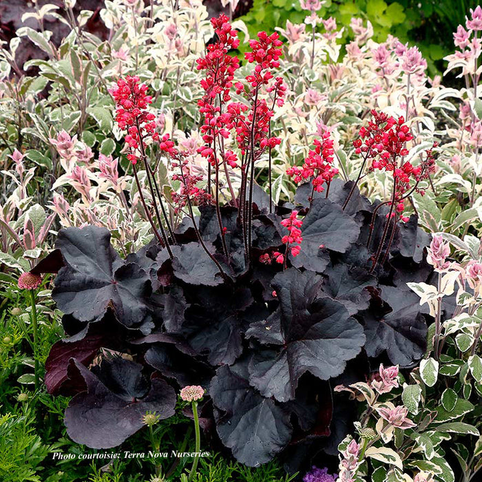 HEUCHERA - BLACK FOREST CAKE