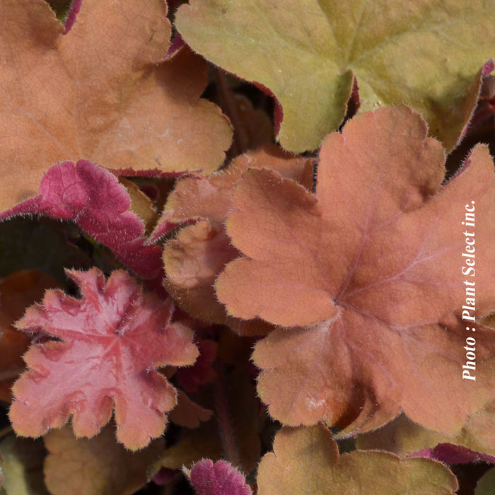 HEUCHERA - CARAMEL