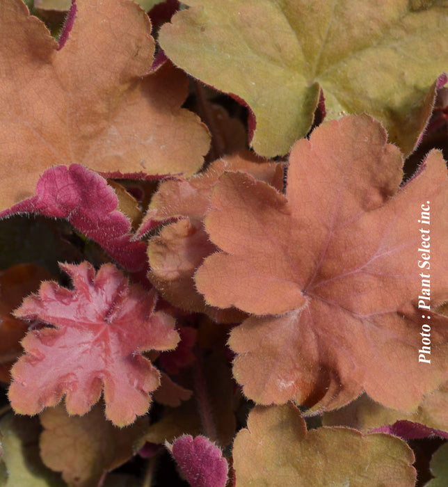 HEUCHERA - CARAMEL