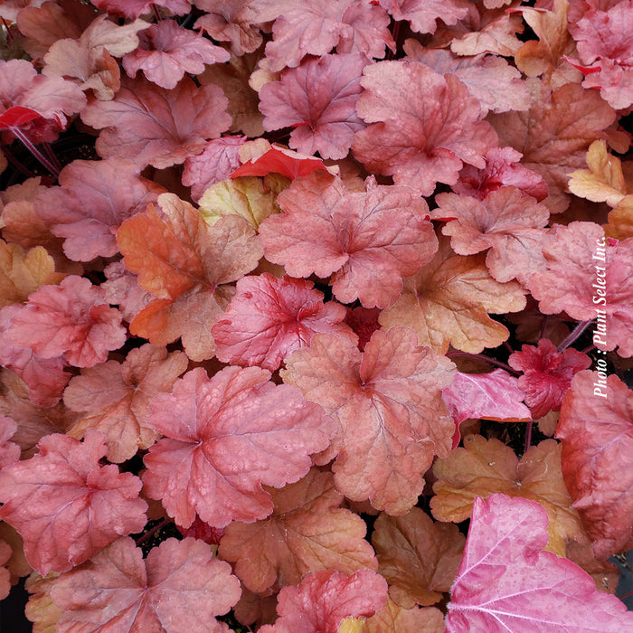 HEUCHERA - FIRE ALARM