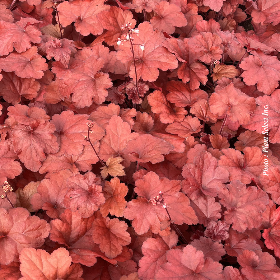 HEUCHERA FOREVER - RED