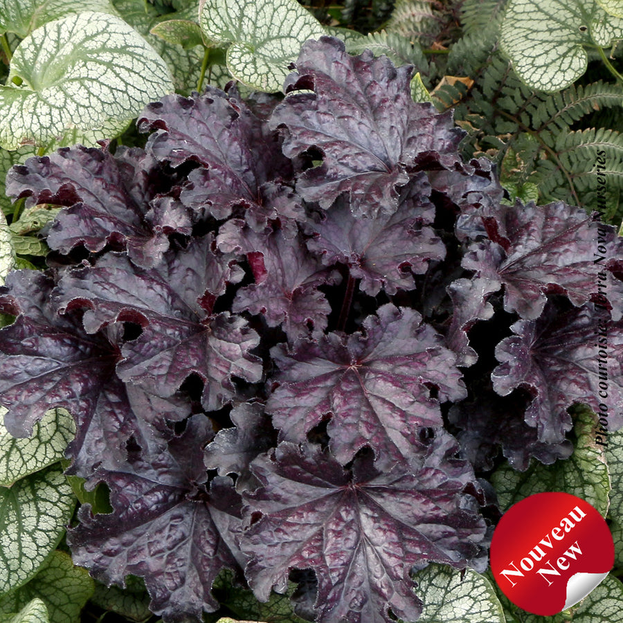 HEUCHERA FOREVER - MIDNIGHT