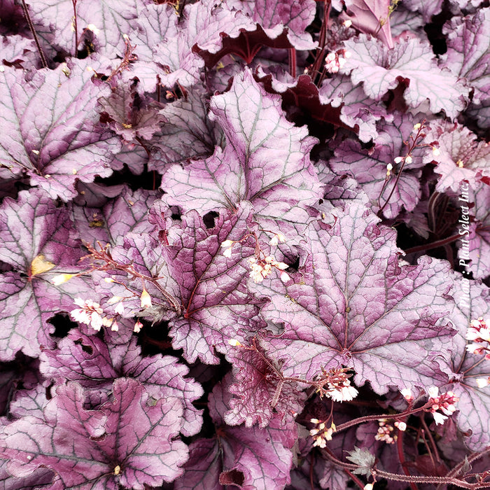 HEUCHERA FOREVER - PURPLE