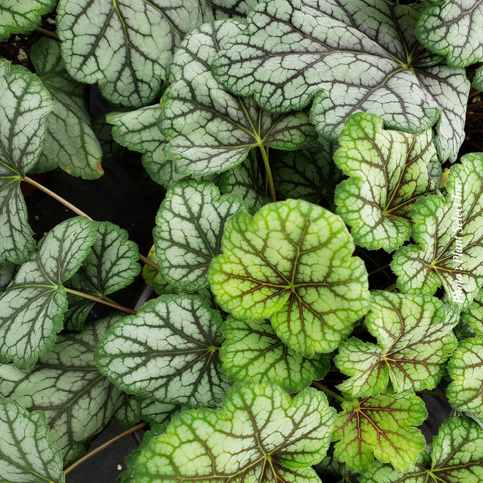 HEUCHERA - GREEN SPICE