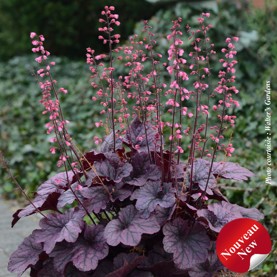 HEUCHERA - GRAPE TIMELESS
