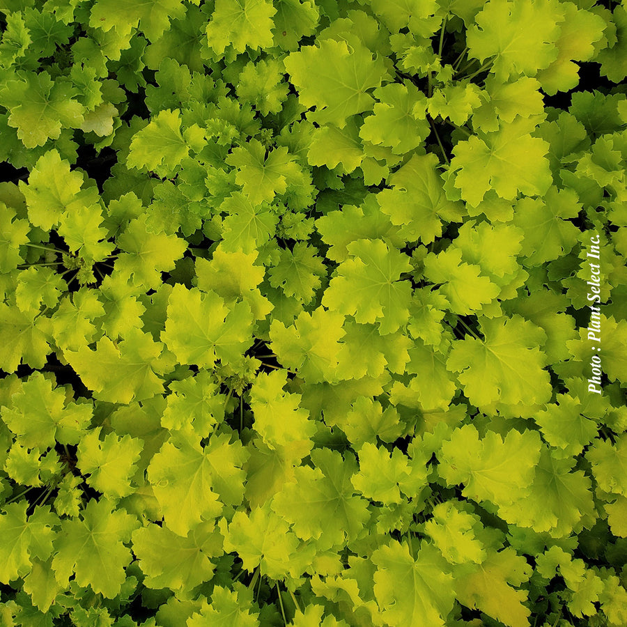 HEUCHERA - LIME MARMELADE