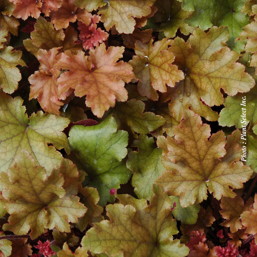 HEUCHERA - MARMALADE