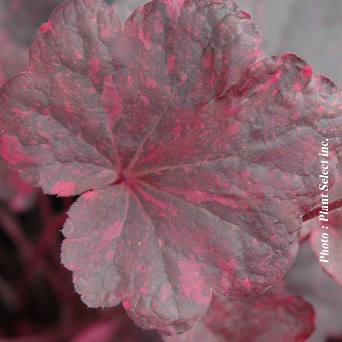 HEUCHERA - MIDNIGHT ROSE