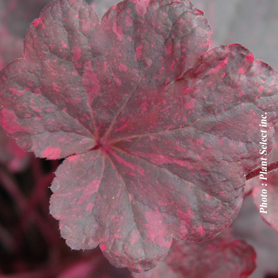 HEUCHERA - MIDNIGHT ROSE