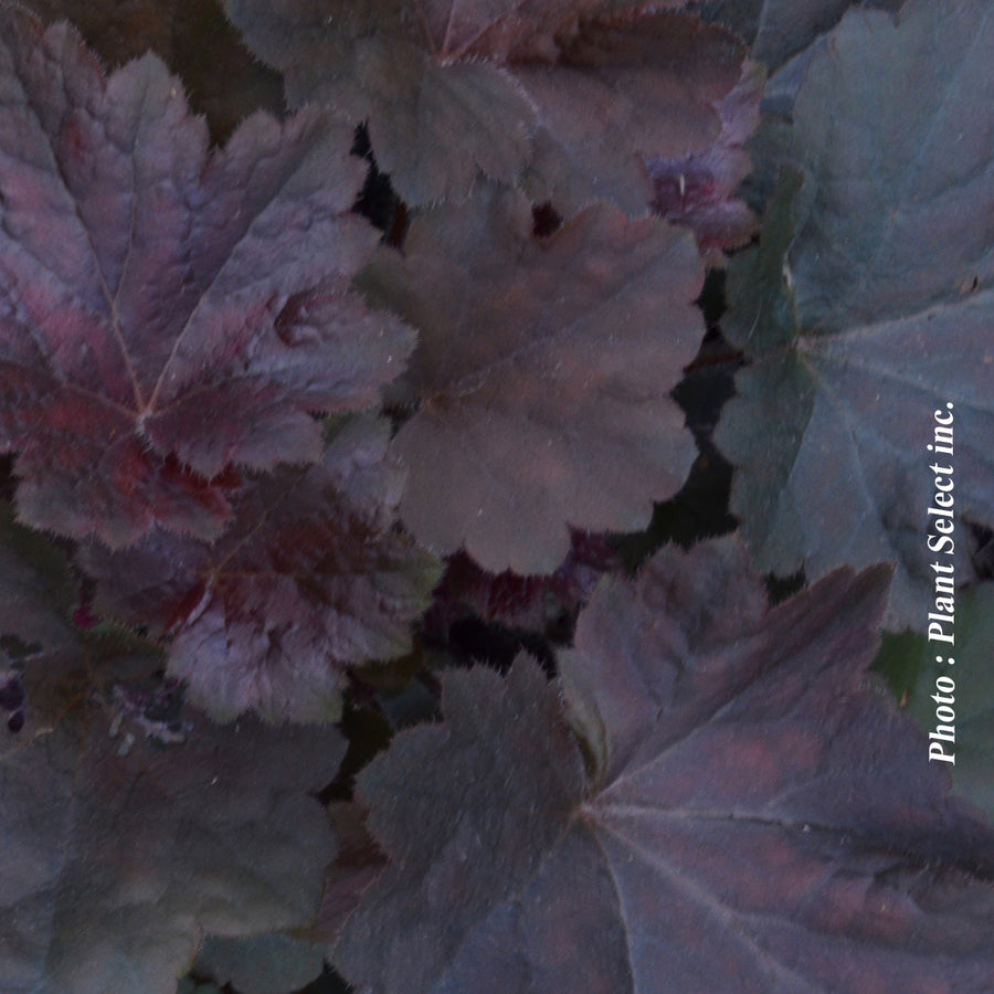 HEUCHERA - OBSIDIAN