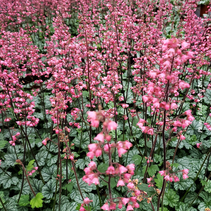 HEUCHERA CITY - PARIS