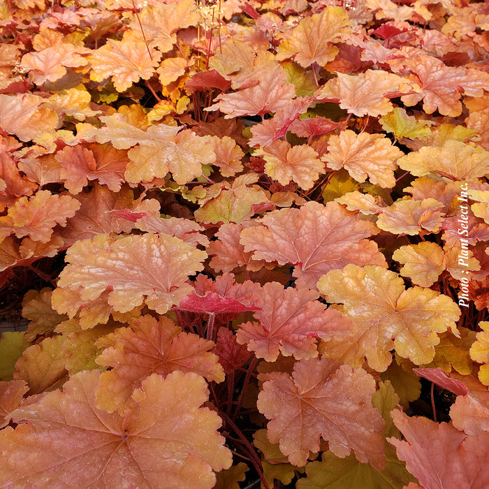HEUCHERA PRIMO® - PEACHBERRY ICE