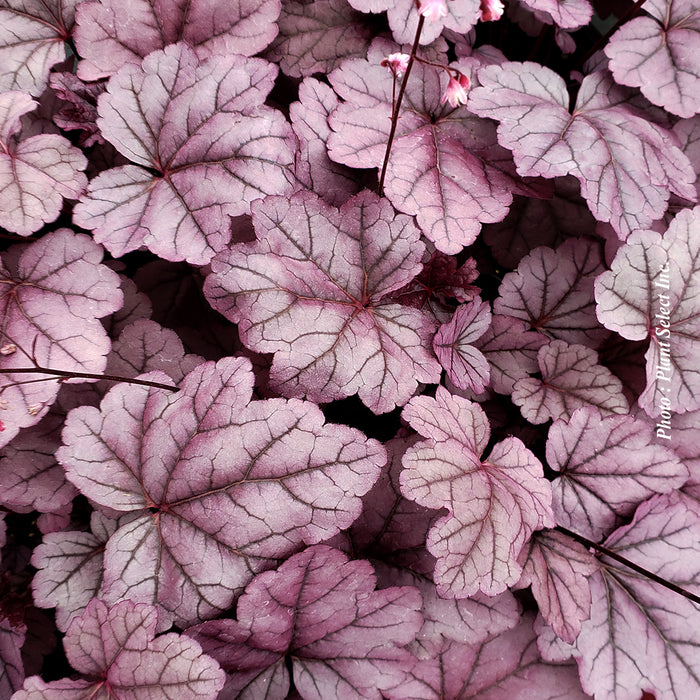 HEUCHERA - PINK PANTHER