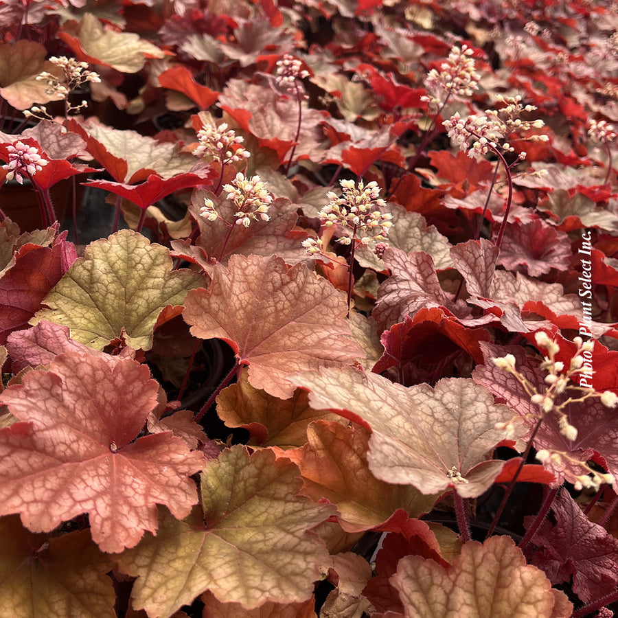 HEUCHERA CITY - RIO