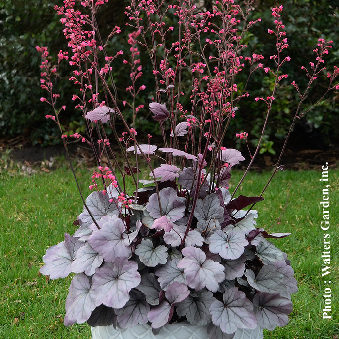 HEUCHERA DOLCE® - SILVER GUMDROP