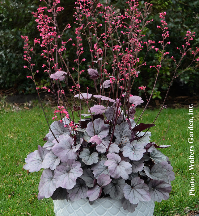 HEUCHERA DOLCE® - SILVER GUMDROP