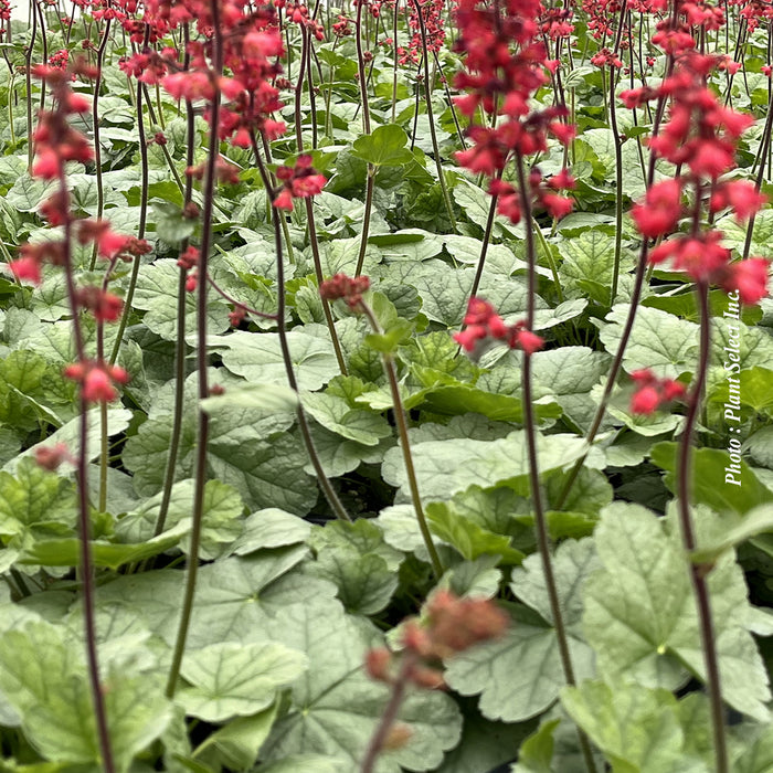 HEUCHERA DOLCE® - SPEARMINT