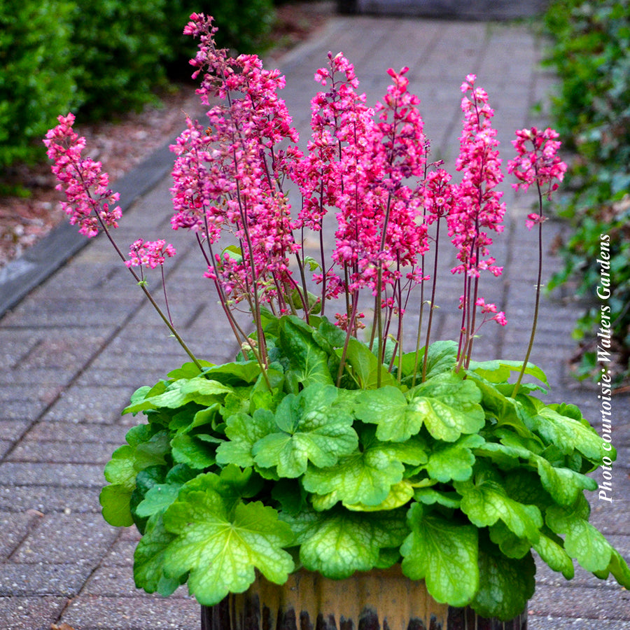 HEUCHERA - TIMELESS GLOW