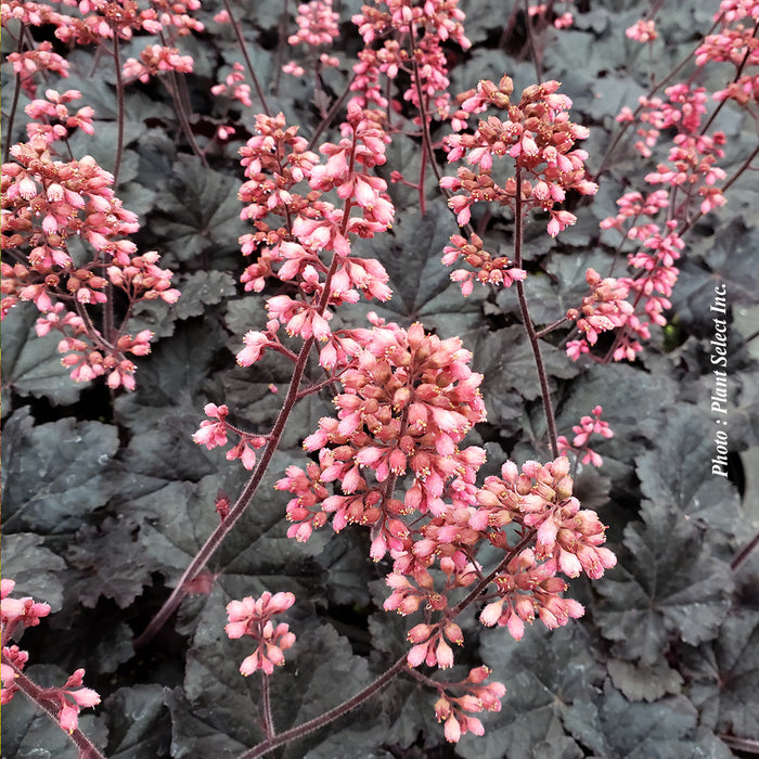HEUCHERA - TIMELESS NIGHT