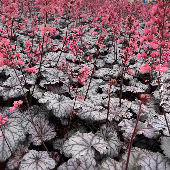 HEUCHERA - TIMELESS TREASURE