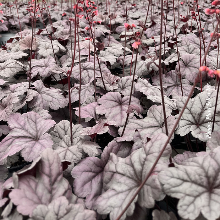 HEUCHERA DOLCE® - WILDBERRY