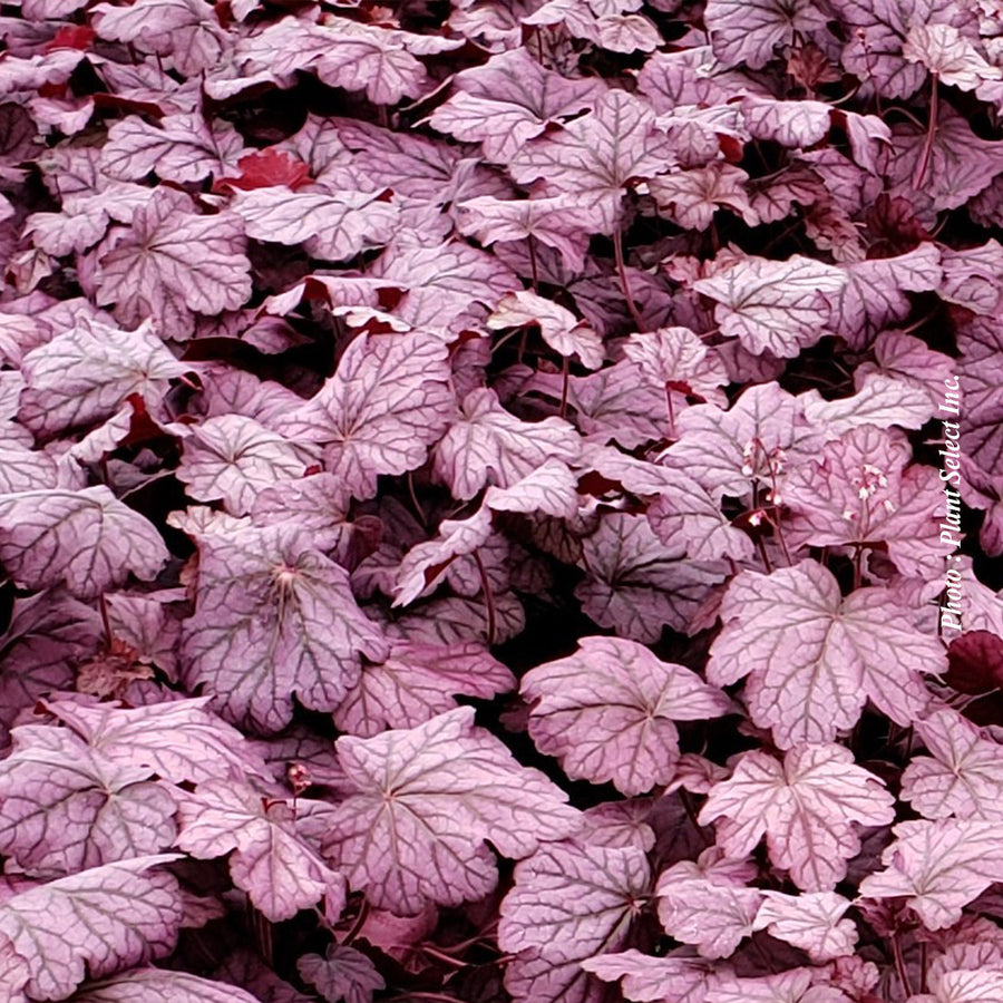 HEUCHERA PRIMO - WILD ROSE