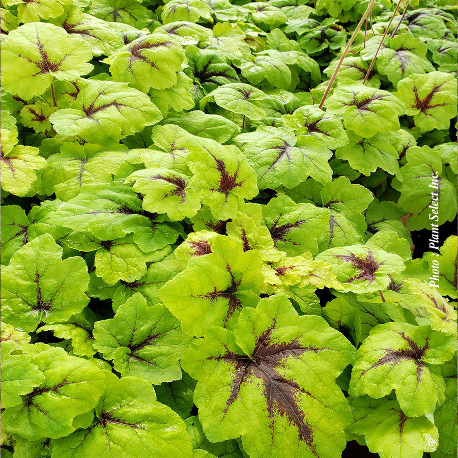 HEUCHERELLA - CATCHING FIRE