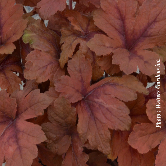 HEUCHERELLA - PUMPKIN SPICE