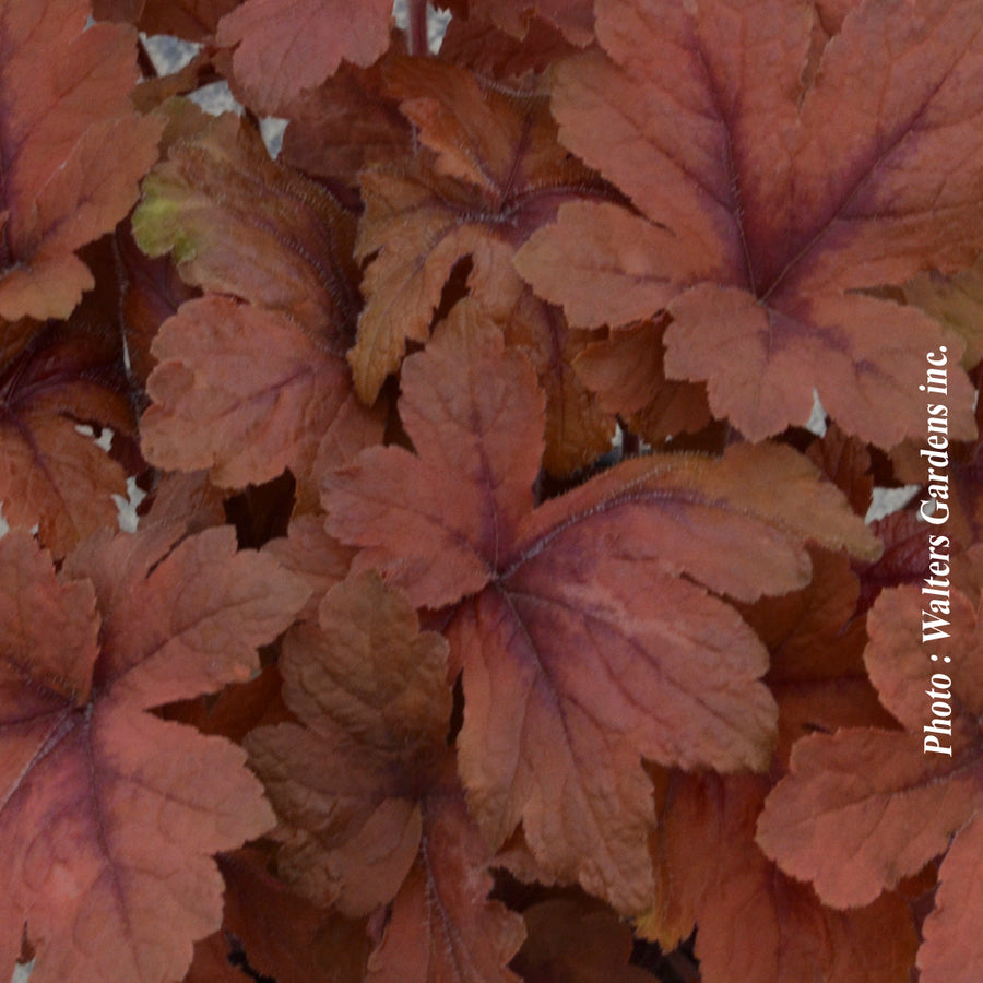HEUCHERELLA - PUMPKIN SPICE