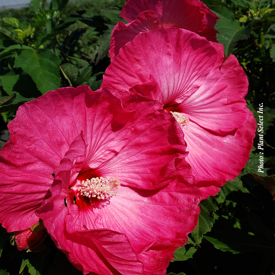 HIBISCUS - AIRBRUSH EFFECT