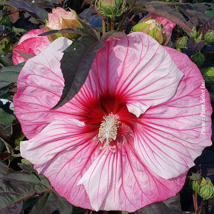 HIBISCUS SUMMERIFICA - CHERRY CHOCO LATTE