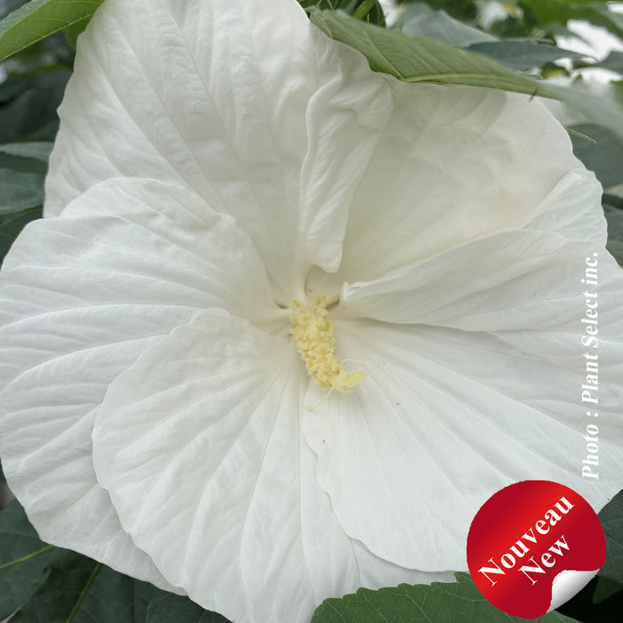 HIBISCUS - MARSHMALLOW MOON