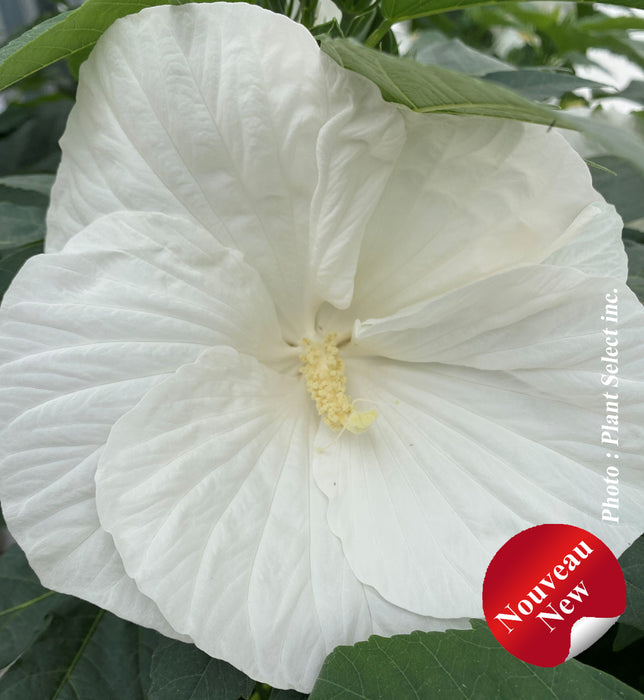 HIBISCUS - MARSHMALLOW MOON
