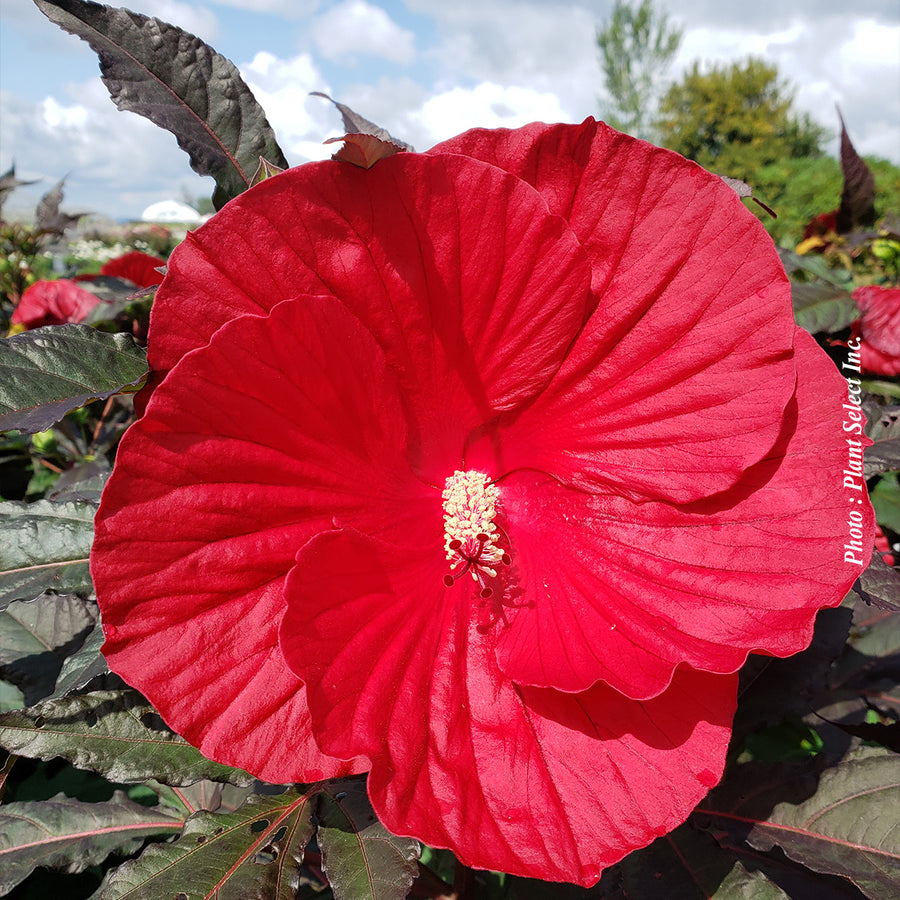 HIBISCUS - MIDNIGHT MARVEL
