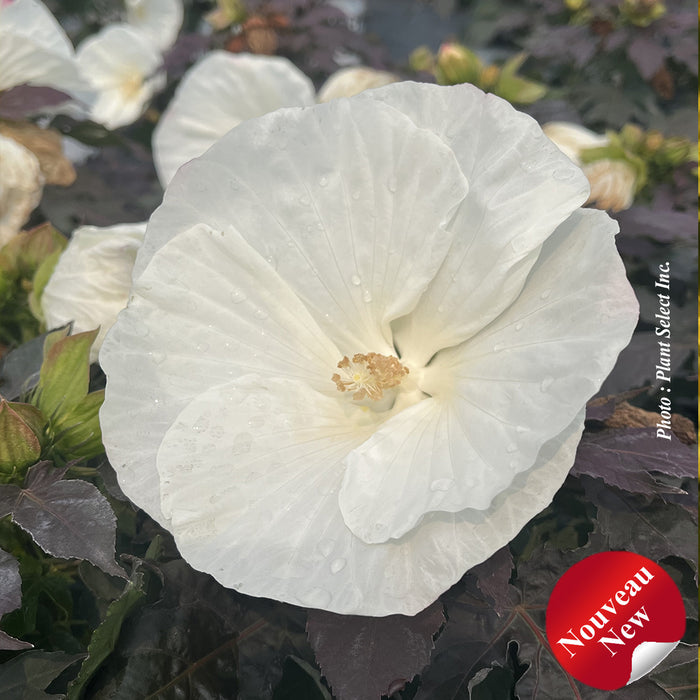 HIBISCUS SUMMERIFICA - COOKIES AND CREAM