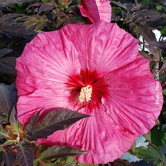 HIBISCUS - BERRY AWESOME