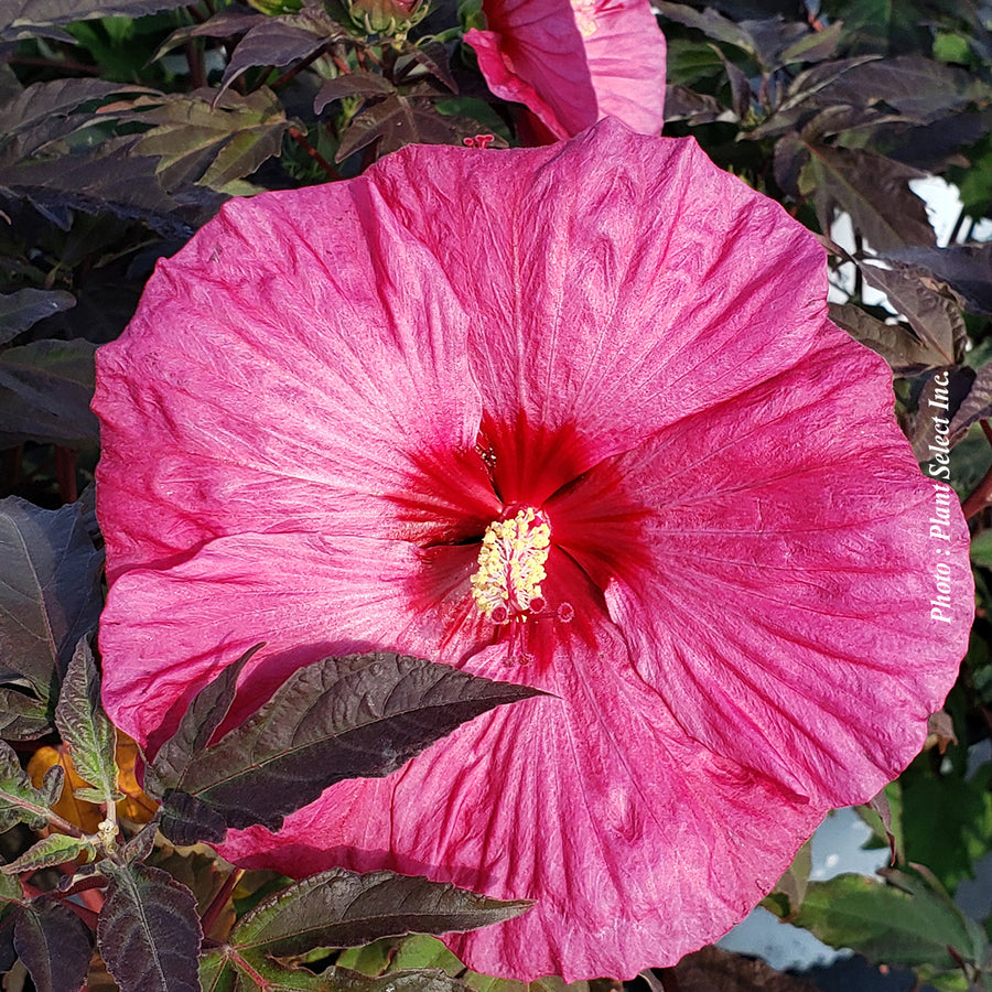 HIBISCUS - BERRY AWESOME