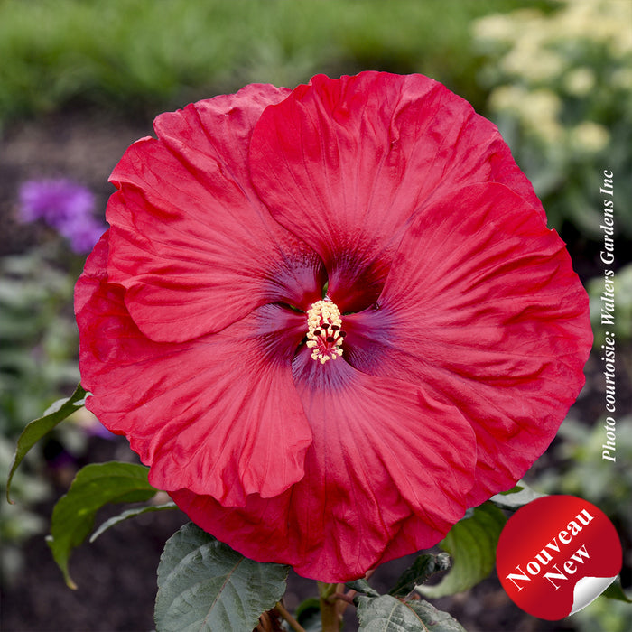 HIBISCUS SUMMERIFICA - VALENTINE CRUSH