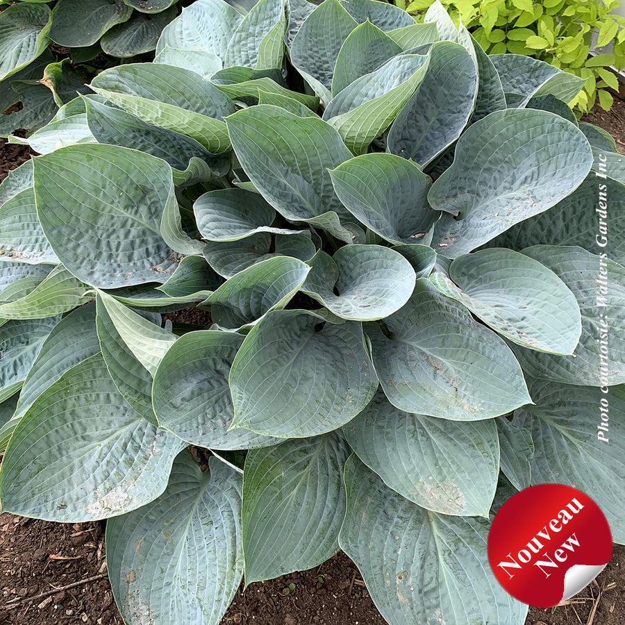HOSTA SHADOWLAND - ABOVE THE CLOUDS