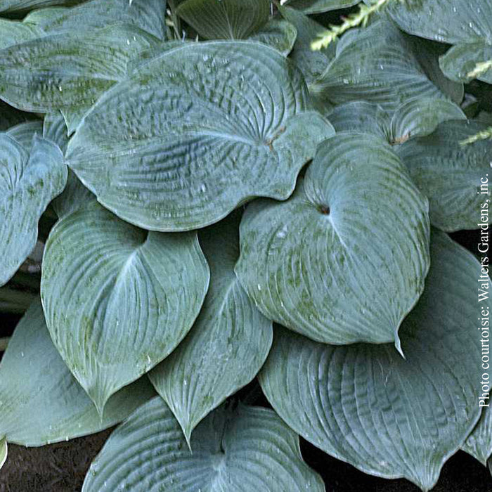 HOSTA - BLUE ANGEL
